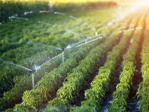 Solar Pump Solution for Agricultural Irrigation